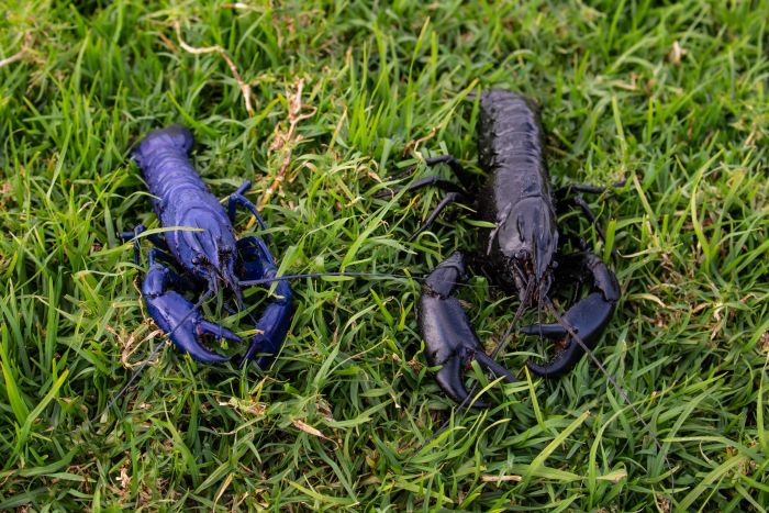 Dianggap Bawa Keberuntungan Udang Biru Ini Banyak Dicari