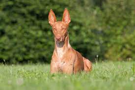 Do Pharaoh Hounds Make Good Pets