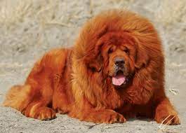 Tibetan Mastiff vs Pug - Breed Comparison | MyDogBreeds