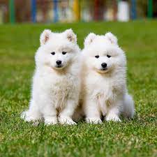 Samoyed Dog Breed Information & Characteristics | Daily Paws