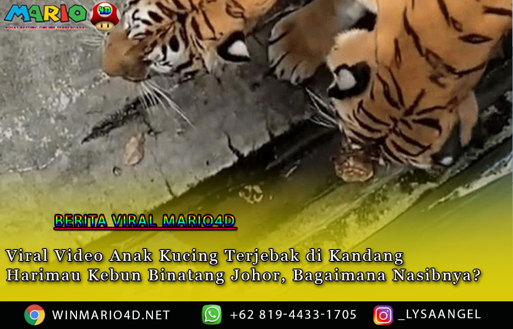 Viral Video Anak Kucing Terjebak di Kandang Harimau Kebun Binatang Johor, Bagaimana Nasibnya?